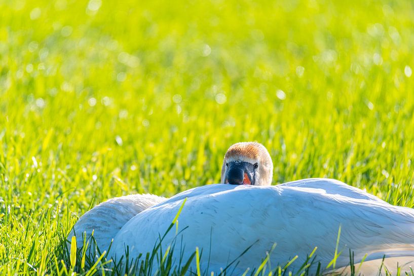 A family of swans rests in a mown field, the two parents tending to their little ones, who snuggle u by Matthias Korn