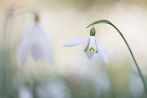 Gewöhnliches Schneeglöckchen