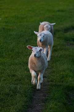 three lambs in a row by Nynke Altenburg