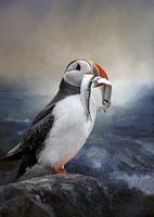 Atlantic Puffin