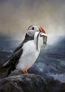 Atlantic Puffin by Diana van Tankeren thumbnail