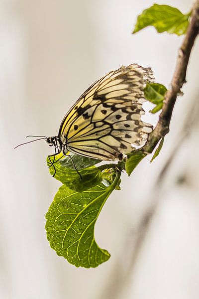 Black and white butterfly by Karin Riethoven
