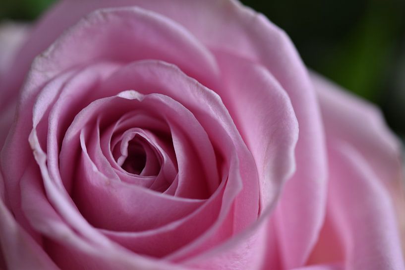 La beauté rose par Lizette de Jonge