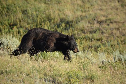 Young black bear in Yellowstone National Park United States
