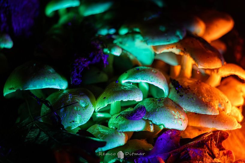 Mushrooms from wonderland by Remco Ditmar