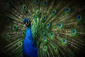 Peacocks: Portrait of a proud peacock by Marjolein van Middelkoop