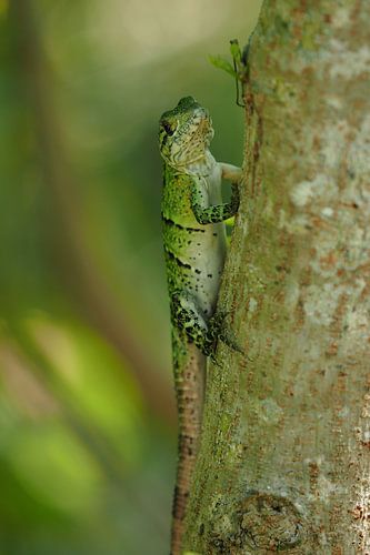 Felgroene hagedis (Lacertilia)