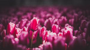 Tulp in het zonlicht