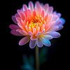Neon Chrysant van Artivisual