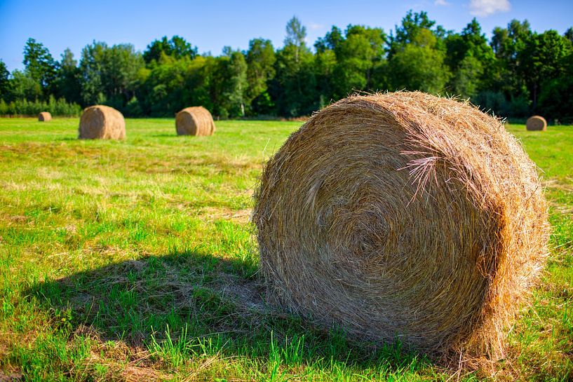 Rolls of hay laying on the meadow by Yevgen Belich