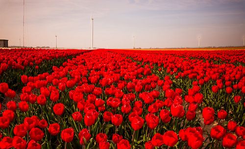 Tulpen in Holland