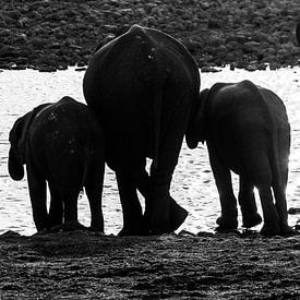 Familie van olifanten sur Marit van de Klok