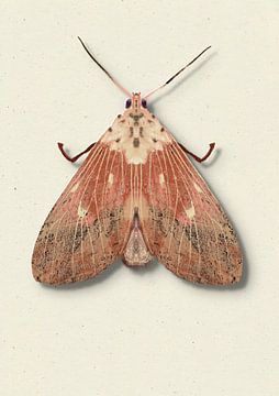 oud roze mot met schaduw insecten illustratie