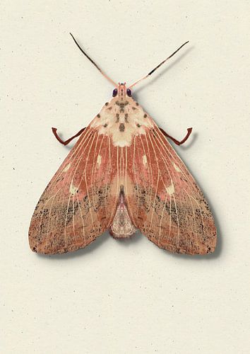 old pink moth with shadow insect illustration