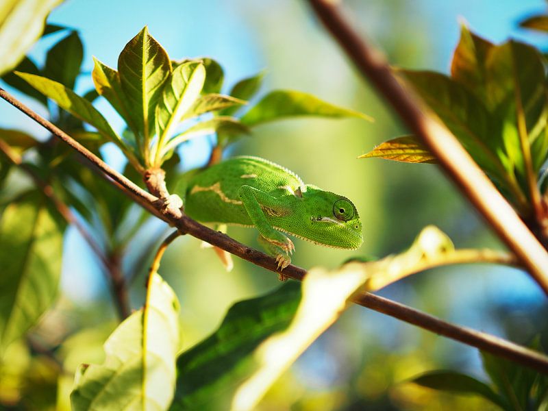 Versteckt im Grünen von Mathias Möller
