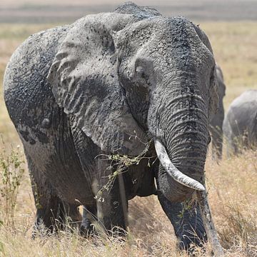 Op safari in Afrika: Afrikaanse olifant op de savanne in Tanzania van Rini Kools