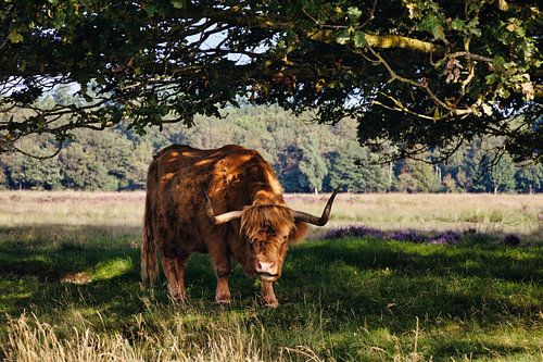 De Schotse Hooglander