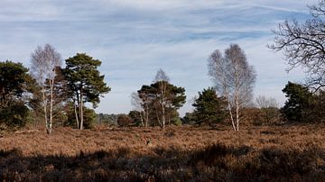Image of the heathland near the Otterlose Bos and the Otterlose Zand. by Rick Van der Poorten