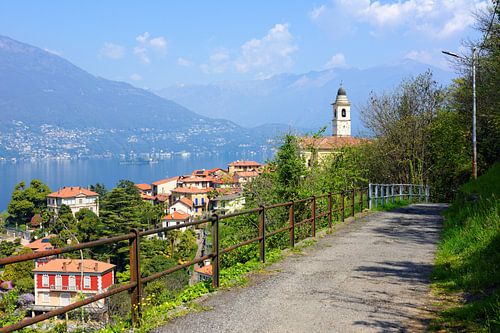 Pino sulla Sponda del Lago Maggiore I