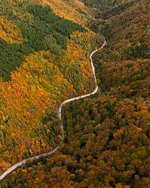 Winding road through autumn forest from the air von Ewold Kooistra
