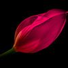 Tulip by Kees Korbee