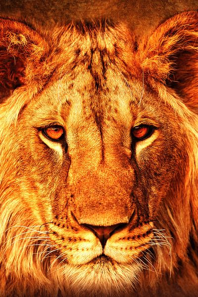 Lion by Mateo