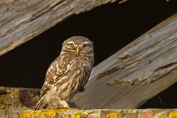 Hibou de pierre sur Menno Schaefer