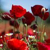Bloemen en planten | Klaprozen Griekenland 1 van Servan Ott