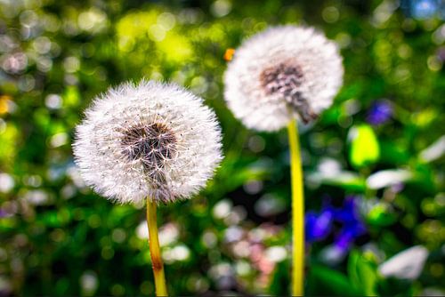 Twee paardenbloemen dansen in de wind