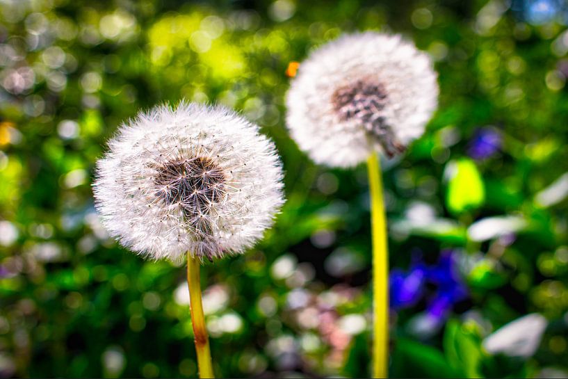 Zwei im Wind tanzende Löwenzähne von Jaimy Leemburg Fotografie