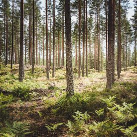 Typischer schwedischer Wald mit Morgensonne von Merlijn Arina Photography