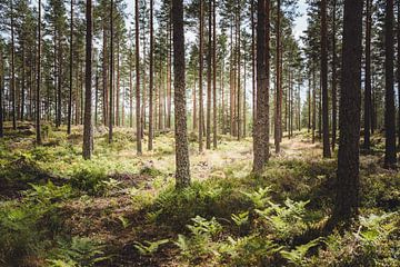Typischer schwedischer Wald mit Morgensonne von Merlijn Arina Photography