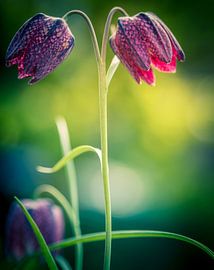 Kievietsbloem  van Jolanda Wisselo