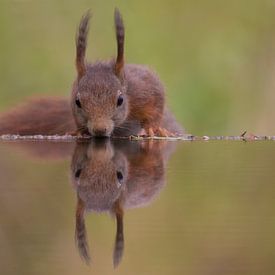 Squirrel by Robert Westerhof