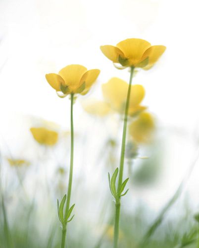 buttercups
