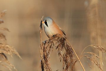 Bearded Tit (Panurus biarmicus) Baden-Württemberg by Frank Fichtmüller