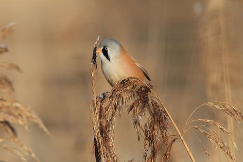 Baardman (Panurus biarmicus) Baden-Württemberg
