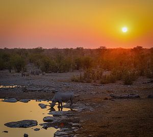 Neushoorn lest zijn dorst tijdens zonsondergang aan een waterpoel