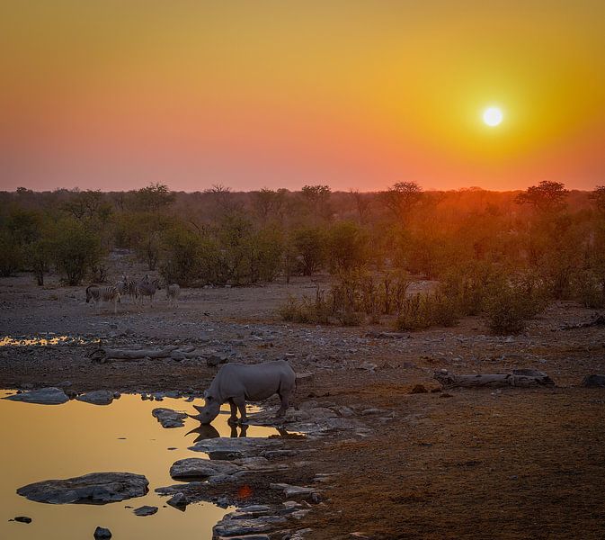 Rhinoceros quenches its thirst at a waterhole during sunset by Eddie Meijer