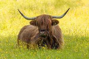 Vache écossaise des Highlands couchée et détendue entre des boutons d'or jaunes sur KB Design & Photography (Karen Brouwer)