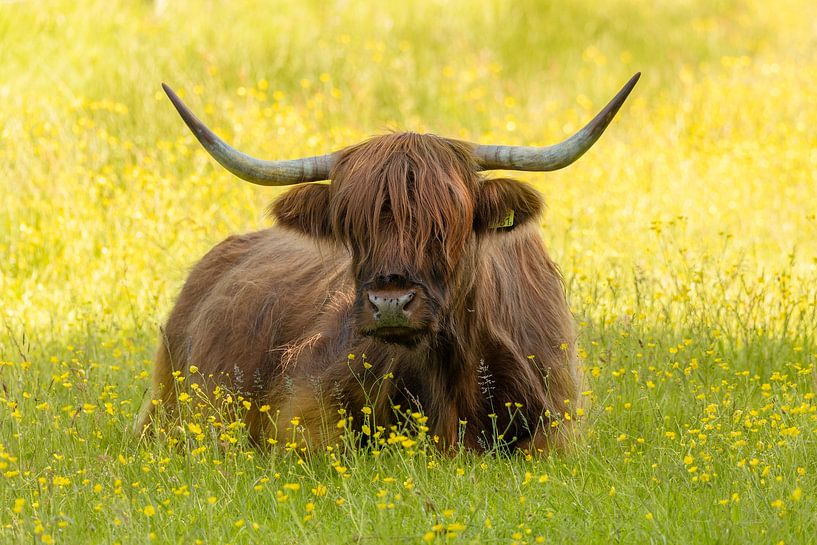Vache écossaise des Highlands couchée et détendue entre des boutons d'or jaunes par KB Design & Photography (Karen Brouwer)