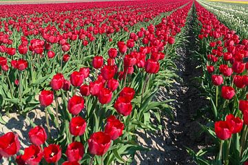 rode tulpenvelden