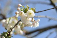 Fleur de cerisier blanche au printemps