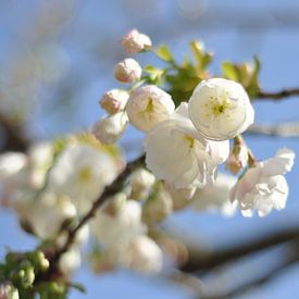 Cherry blossom white in spring by Bart Poelaert