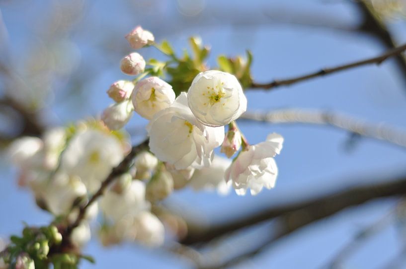 Kirschblüte weiß im Frühling von Bart Poelaert