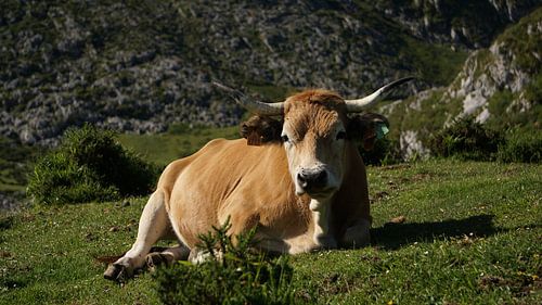 Koe bij Covadonga