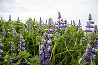 Purple lupine flowers in Iceland | Travel photography by Kelsey van den Bosch thumbnail
