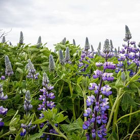 Fleurs de lupin violet en Islande | Photographie de voyage sur Kelsey van den Bosch