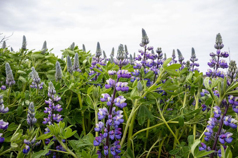 Purple lupine flowers in Iceland | Travel photography by Kelsey van den Bosch