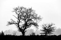 Bäume in der Landschaft, aber in schwarz-weiß